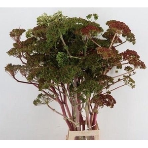 FOENICULUM VULGARE