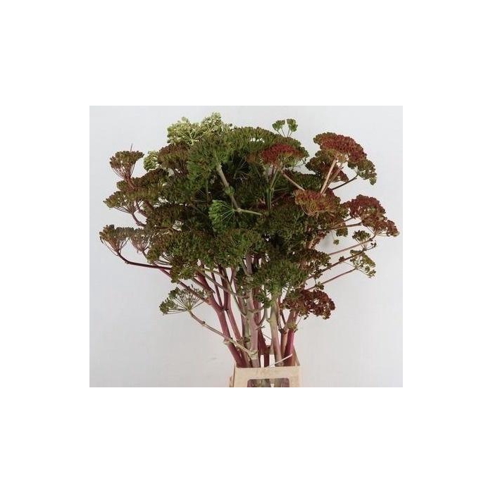 <h4>Foeniculum Vulgare</h4>