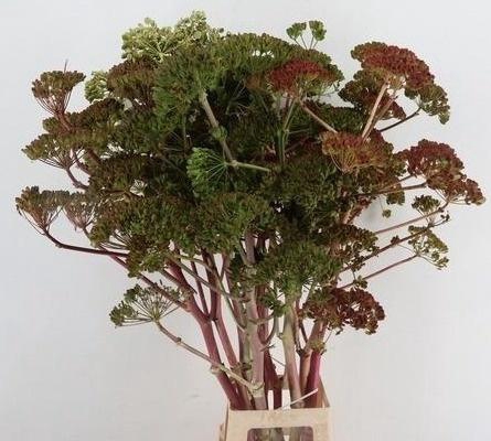 Foeniculum Vulgare