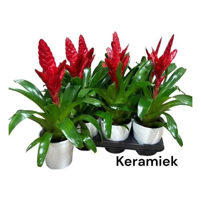 <h4>VRIES X POELMANII</h4>