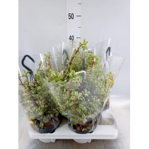 Portulacaria afra 'Variegata'