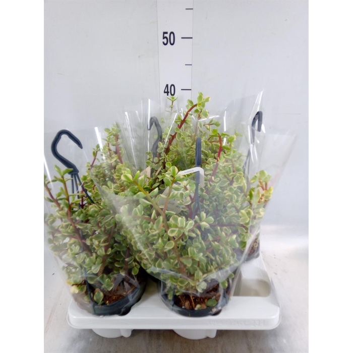 <h4>Portulacaria afra 'Variegata'</h4>