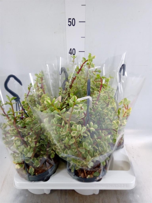 Portulacaria afra 'Variegata'
