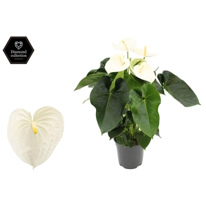 Anthurium 17 cm Alpine in transparant sleeve