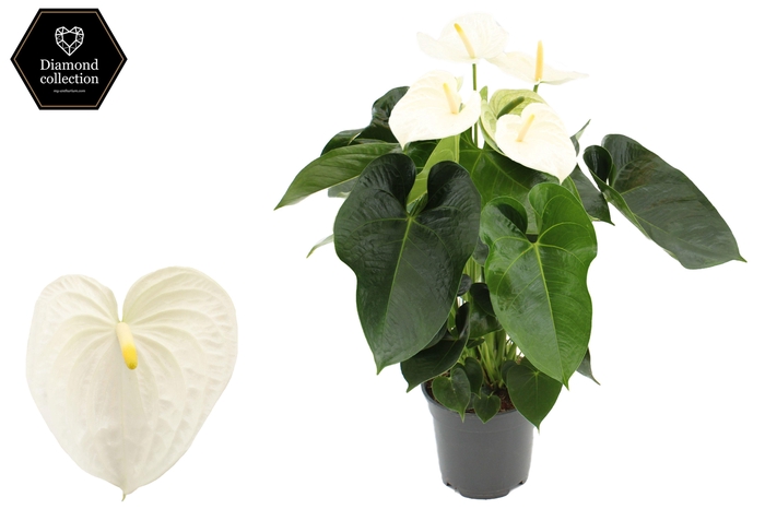 <h4>Anthurium 17 cm Alpine in transparant sleeve</h4>