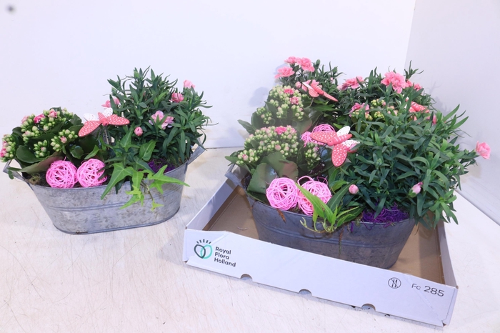 <h4>ARR TUINPLANTEN</h4>