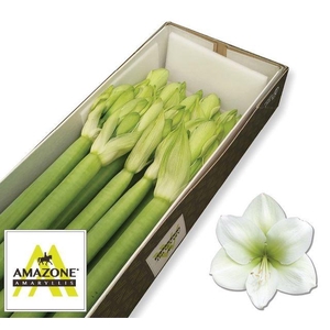 Hippeastrum Casablanca