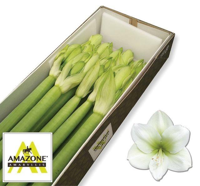 <h4>Hippeastrum Casablanca</h4>