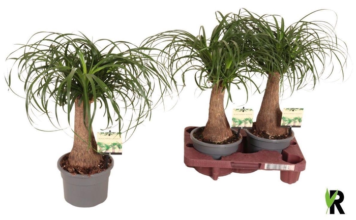 <h4>BEAUCARNEA RECUR</h4>