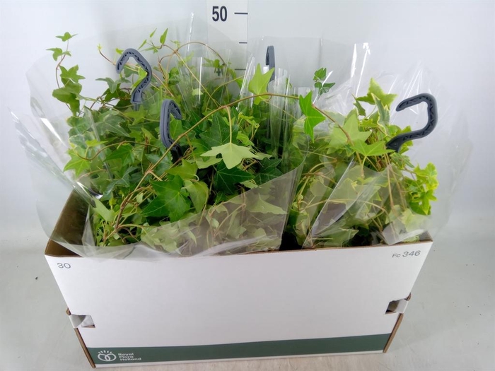 <h4>Hedera   ...mix</h4>