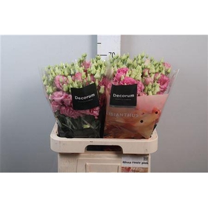Eus G Alis Rose Pin