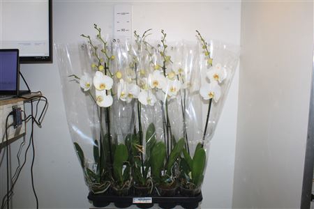 <h4>Phal Ov Wit 1 Branche 10+</h4>