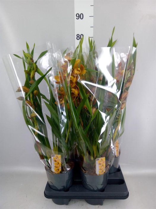 <h4>Cymbidium  'Indian Summer'</h4>