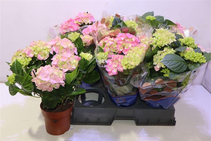 <h4>arr8 Hydr M Sarena</h4>