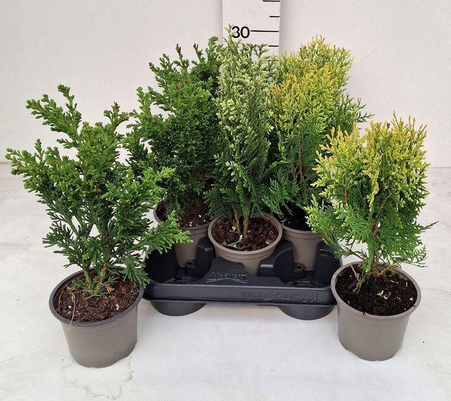 <h4>CONIFEREN OV S</h4>