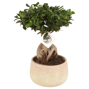 Ficus Mi Ginseng Keramiek Sandlook