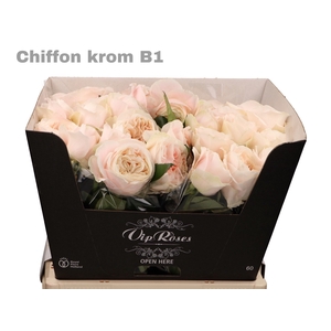 R GR CHIFFON KROM B1