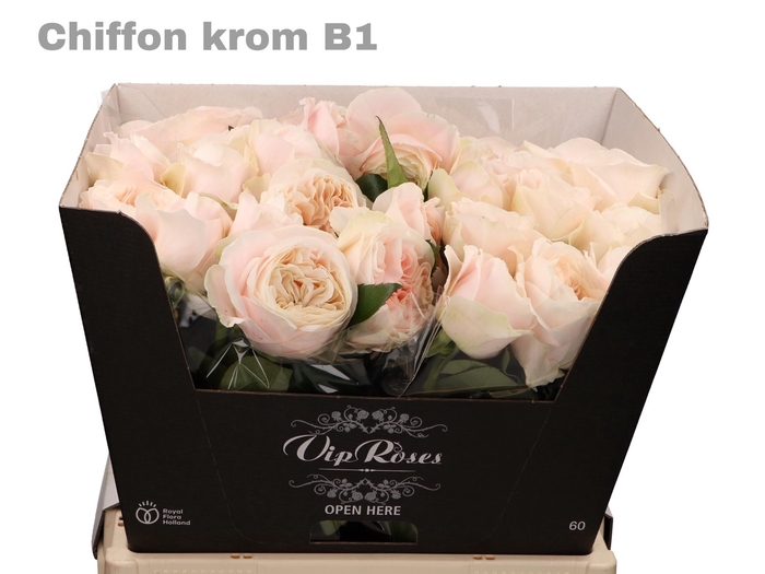 <h4>R GR CHIFFON KROM B1</h4>