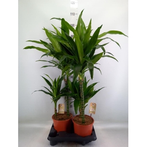 Dracaena frag. 'Janet Craig'