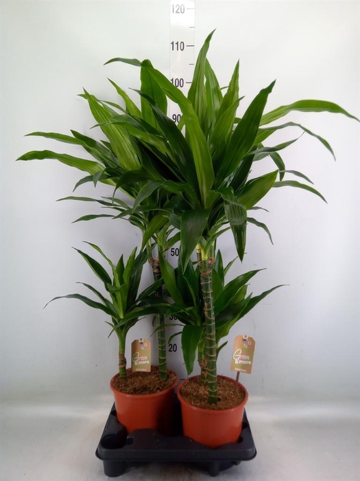 <h4>Dracaena frag. 'Janet Craig'</h4>
