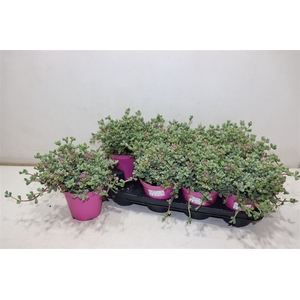 Lampranthus Roseus