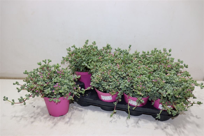 <h4>Lampranthus Roseus</h4>