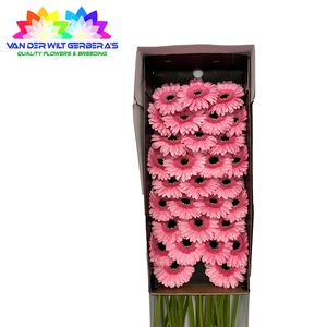 Germini Petticoat Doos