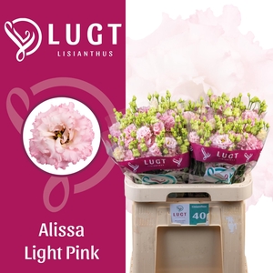 EUS G ALISSA LIGH PI