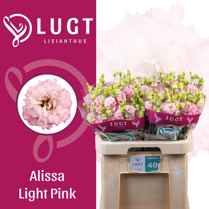 <h4>EUS G ALISSA LIGH PI</h4>
