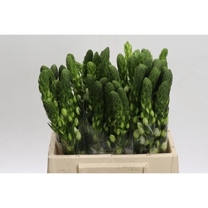 Ornithogalum thyrsoides Milky Way