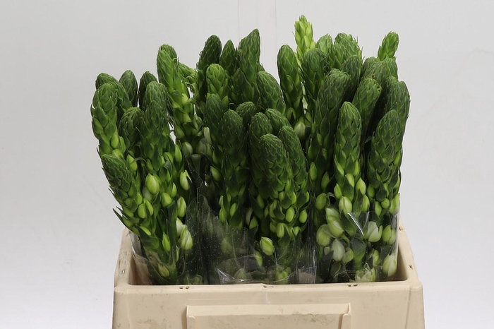 <h4>Ornithogalum thyrsoides Milky Way</h4>