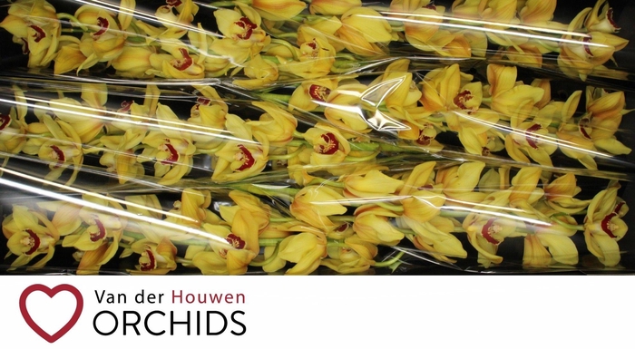 <h4>Rijssenhout 80 cm</h4>