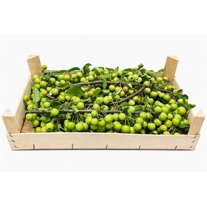 Sier Malustak Green P Wdn Box