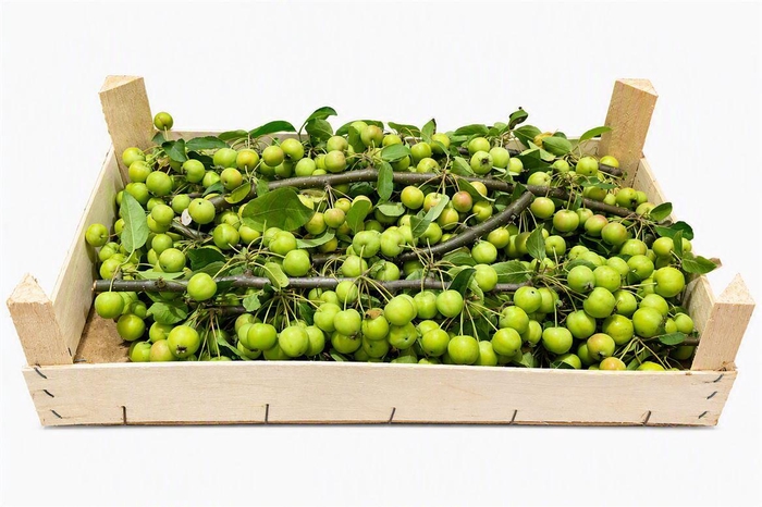 <h4>Sier Malustak Green P Wdn Box</h4>