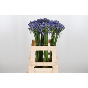Agapanthus Intermedia