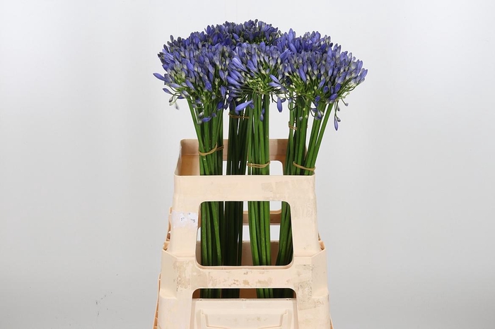 <h4>Agapanthus Intermedia</h4>
