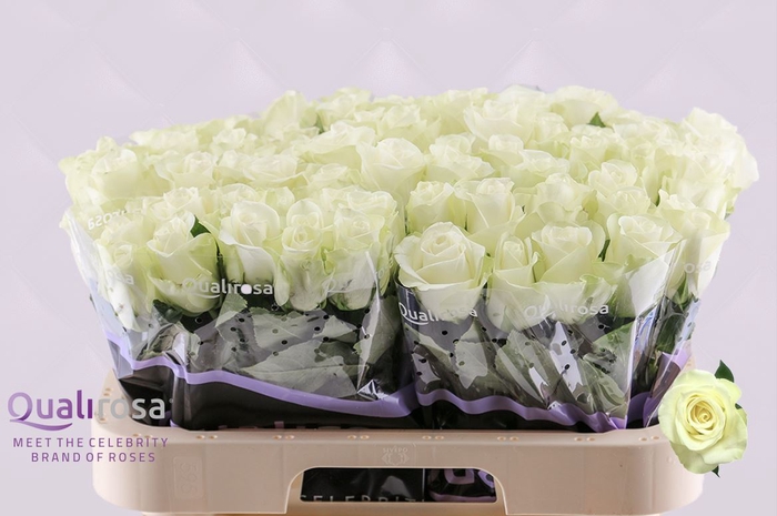 <h4>R Gr Snow Storm -in box</h4>
