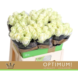 RS GR AVALANCHE BERNHARD