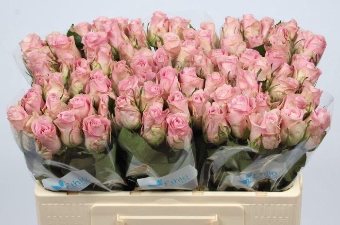 <h4>R GR BISOU@</h4>