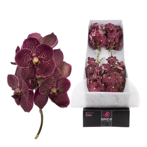 Vanda Sunanda Chocolate Red x 8