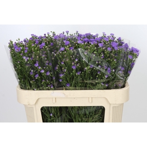 Aster Cassandra