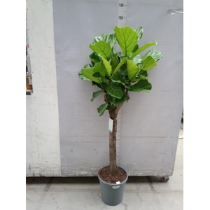 Ficus lyrata