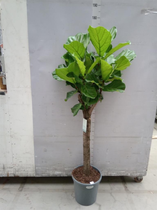 <h4>Ficus lyrata</h4>