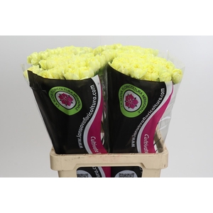 Dianthus St Zelda