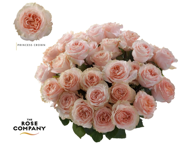 <h4>Rosa Ec Garden Princess Crown</h4>