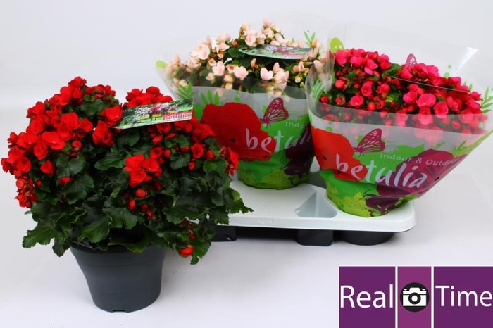 <h4>BEG EN BETULIA GEM</h4>