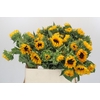 Helianthus Orange Fire