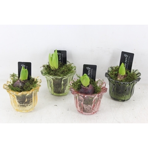 arr4 Hyacint RN - Glas Bright blooms