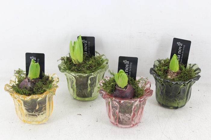 <h4>arr4 Hyacint RN - Glas Bright blooms</h4>