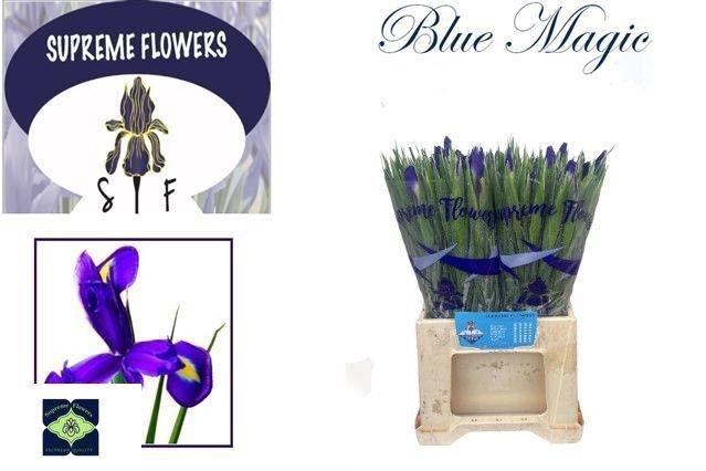 <h4>IRIS BLUE MAGIC</h4>
